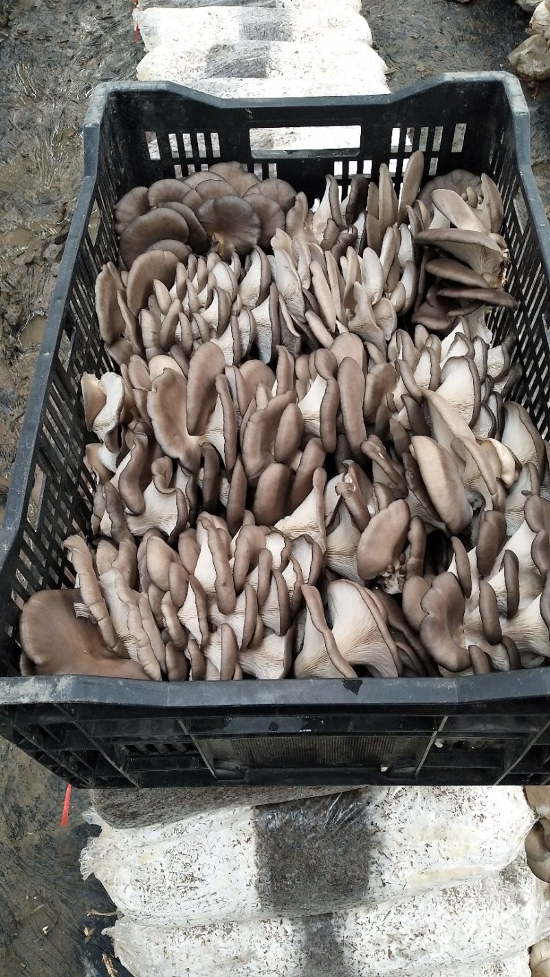 灰平菇，