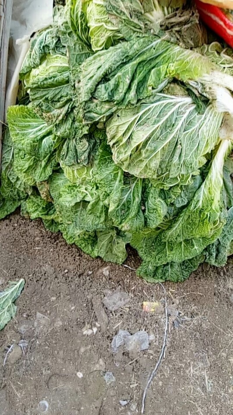 夏邑县大白莱青杂三号