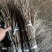 金蝉种苗