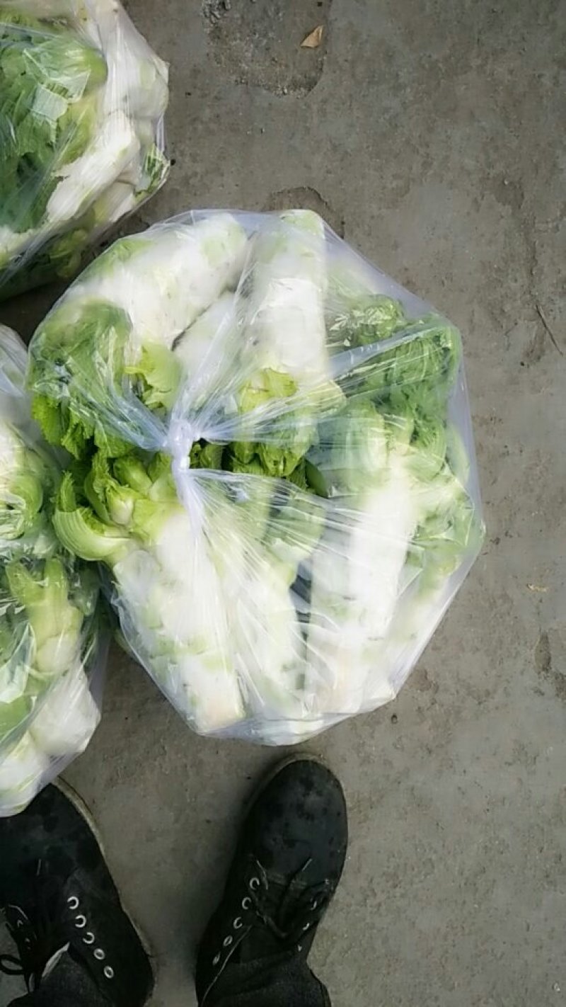 儿菜母子