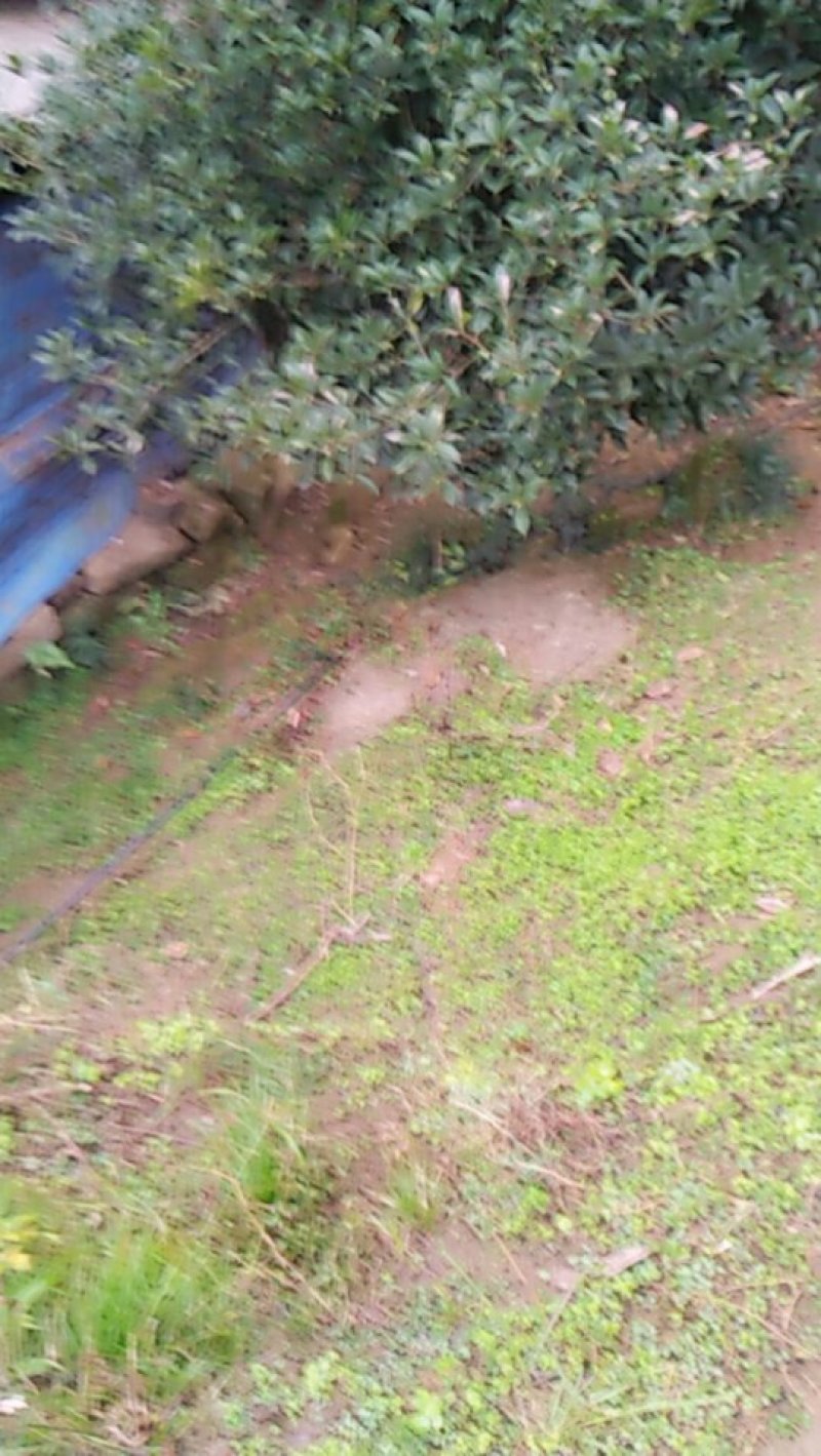 迎春，麦冬，黄桷树，本地刺桐，丁香球，腊梅，重阳木，枇杷
