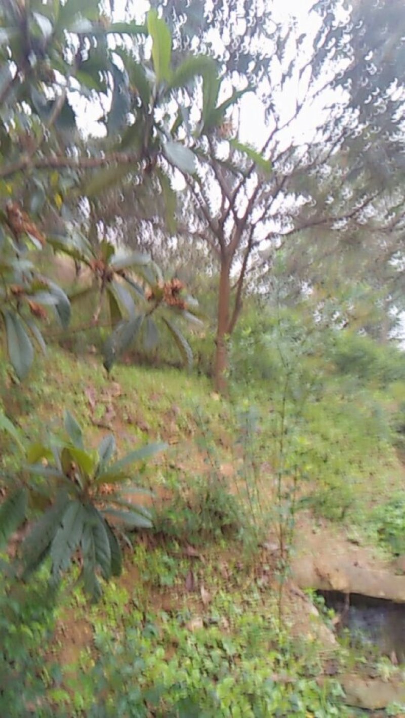 迎春，麦冬，黄桷树，本地刺桐，丁香球，腊梅，重阳木，枇杷