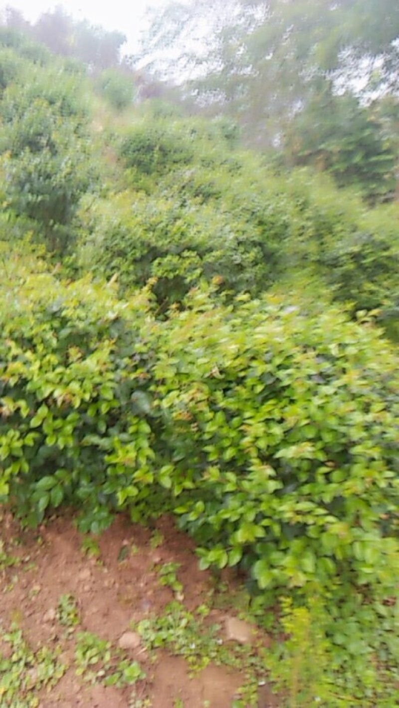 迎春，麦冬，黄桷树，本地刺桐，丁香球，腊梅，重阳木，枇杷