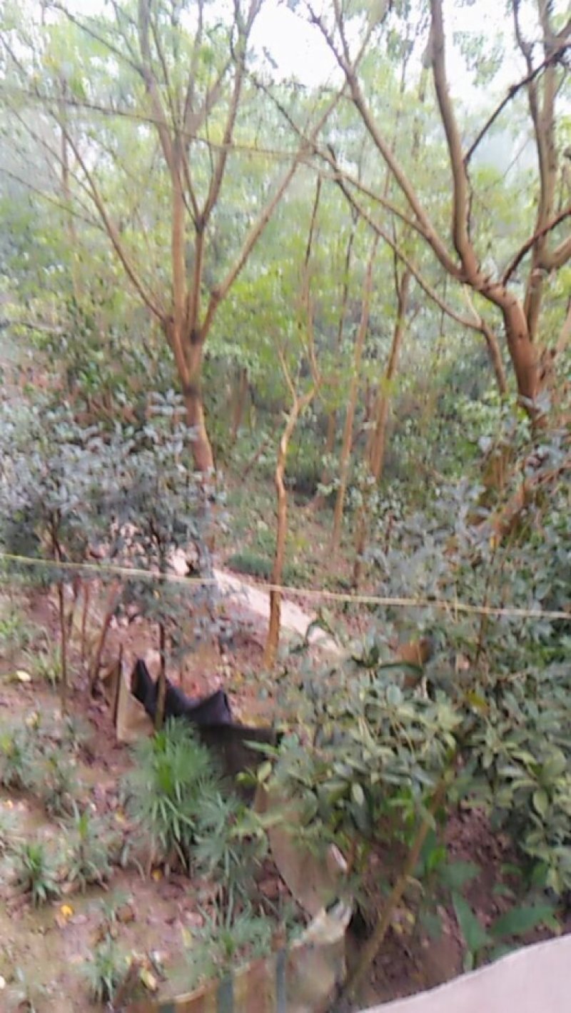 重阳木，本地刺桐，迎春，麦麦冬，天足桂，桂花，黄桷树，栾