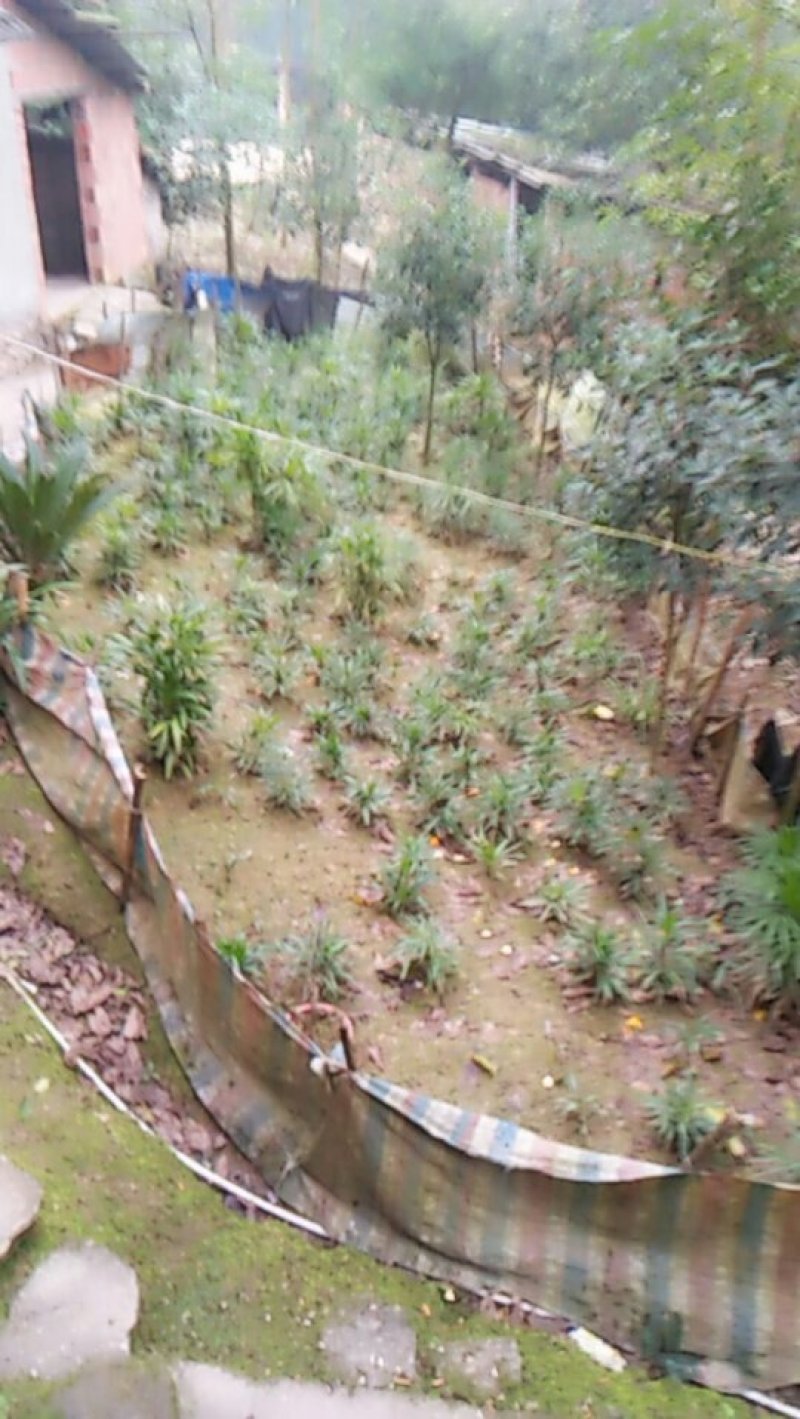 重阳木，本地刺桐，迎春，麦麦冬，天足桂，桂花，黄桷树，栾