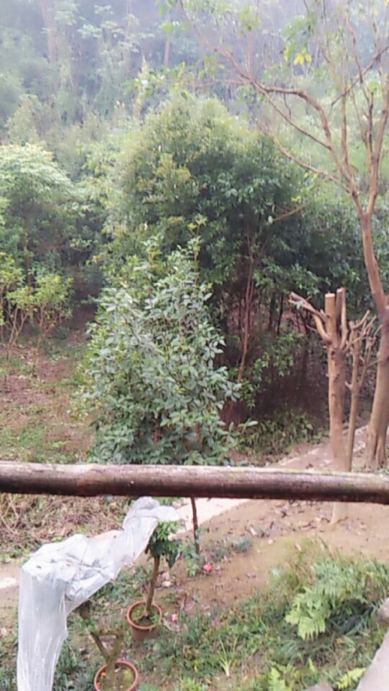 重阳木，本地刺桐，迎春，麦麦冬，天足桂，桂花，黄桷树，栾
