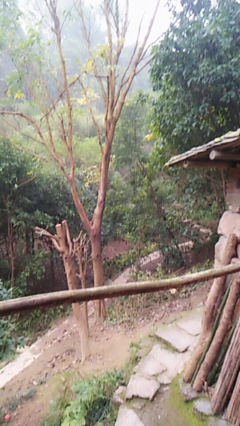 重阳木，本地刺桐，迎春，麦麦冬，天足桂，桂花，黄桷树，栾