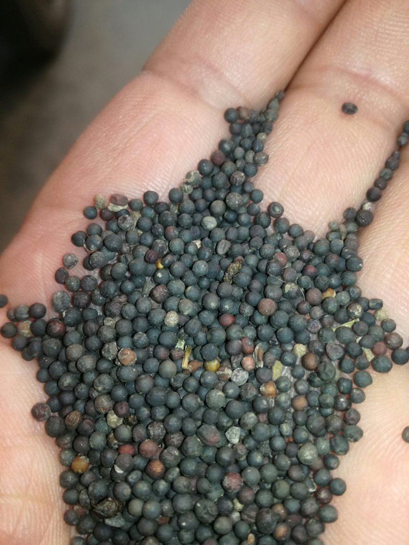 油菜籽
