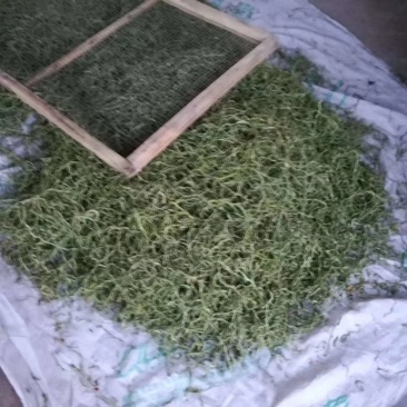 绿天色然晾晒烘烤豆角丝，架豆丝