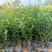 胡椒木清香木高15到30厘米福建漳州苗木基地