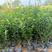 胡椒木高度20到25厘米大量现货供应种植基地批发