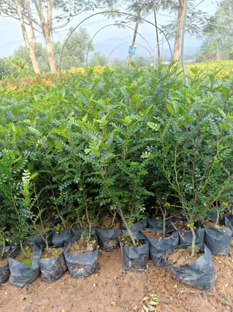 胡椒木高度20到25厘米大量现货供应种植基地批发