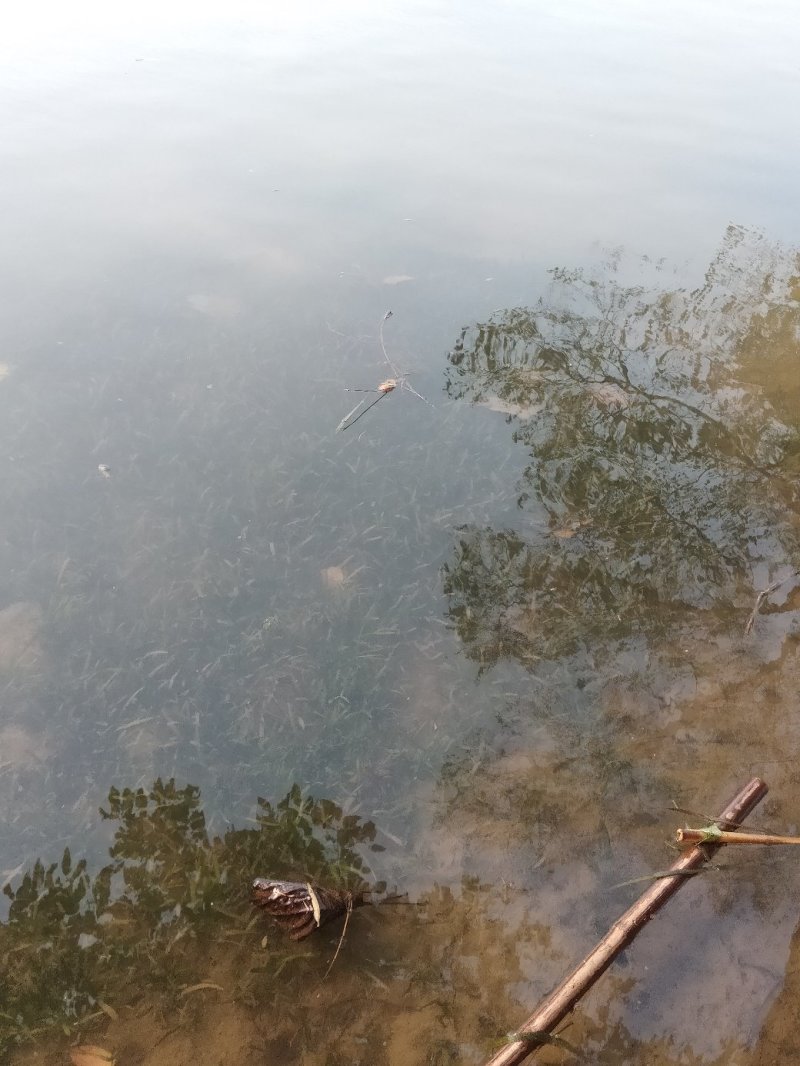短叶苦草！农户价（数量足，价格优.质量好）欢迎各位老板采
