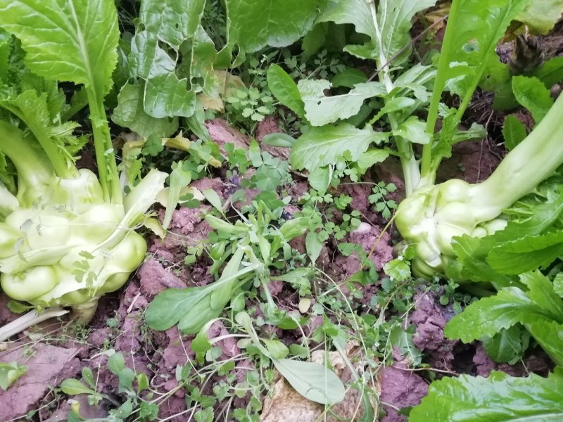 榨菜