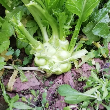 榨菜