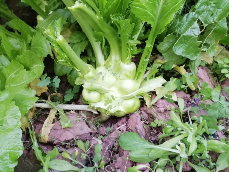 榨菜