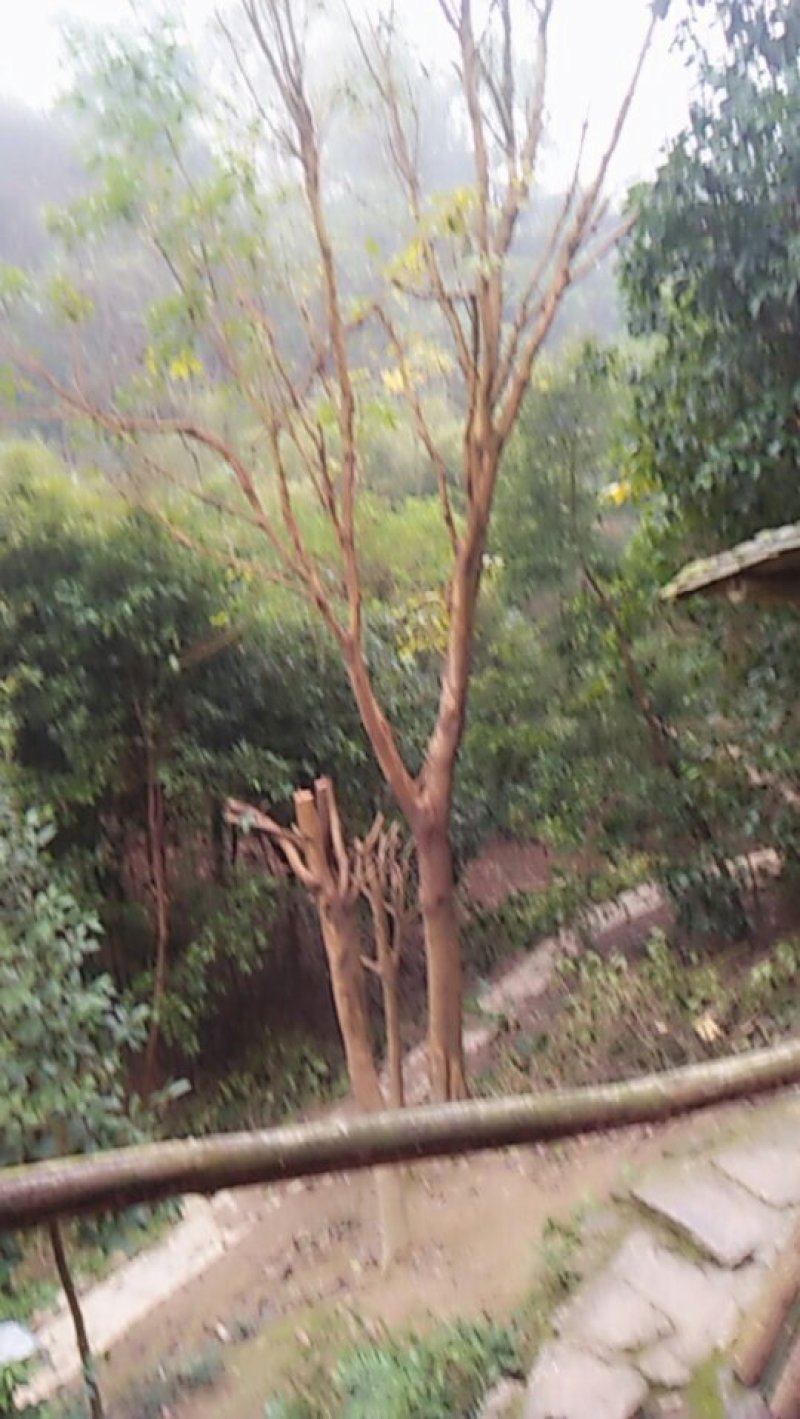 重阳木，栾树，腊梅，刺桐，枇杷，麦麦冬自家种品种多数量大