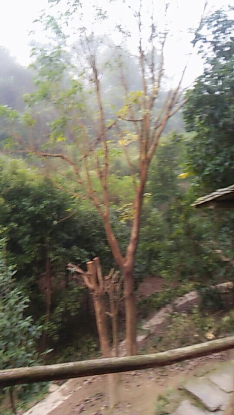 绿化苗木乔木冠木都有