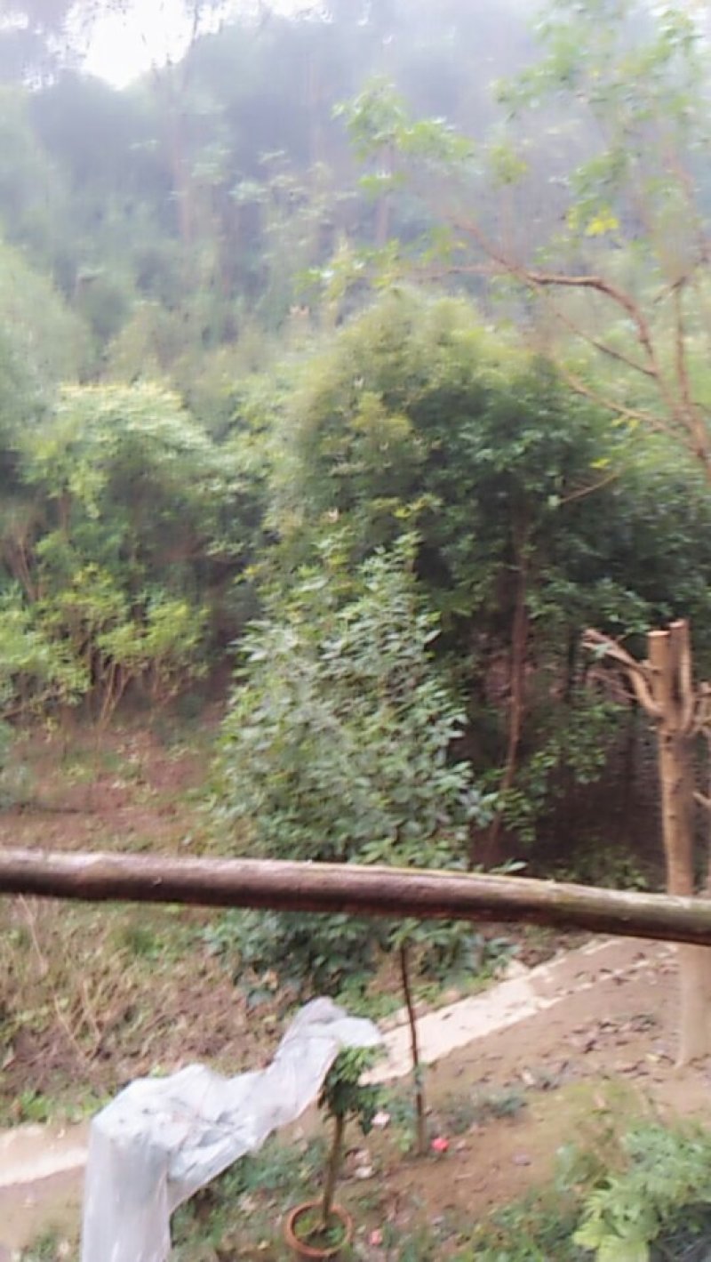绿化苗木乔木冠木都有