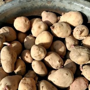 土豆陕西汉中秦岭以南农家自种无添加干快递自付