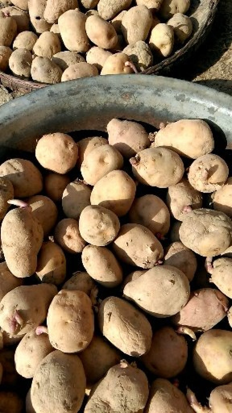 土豆陕西汉中秦岭以南农家自种无添加干快递自付