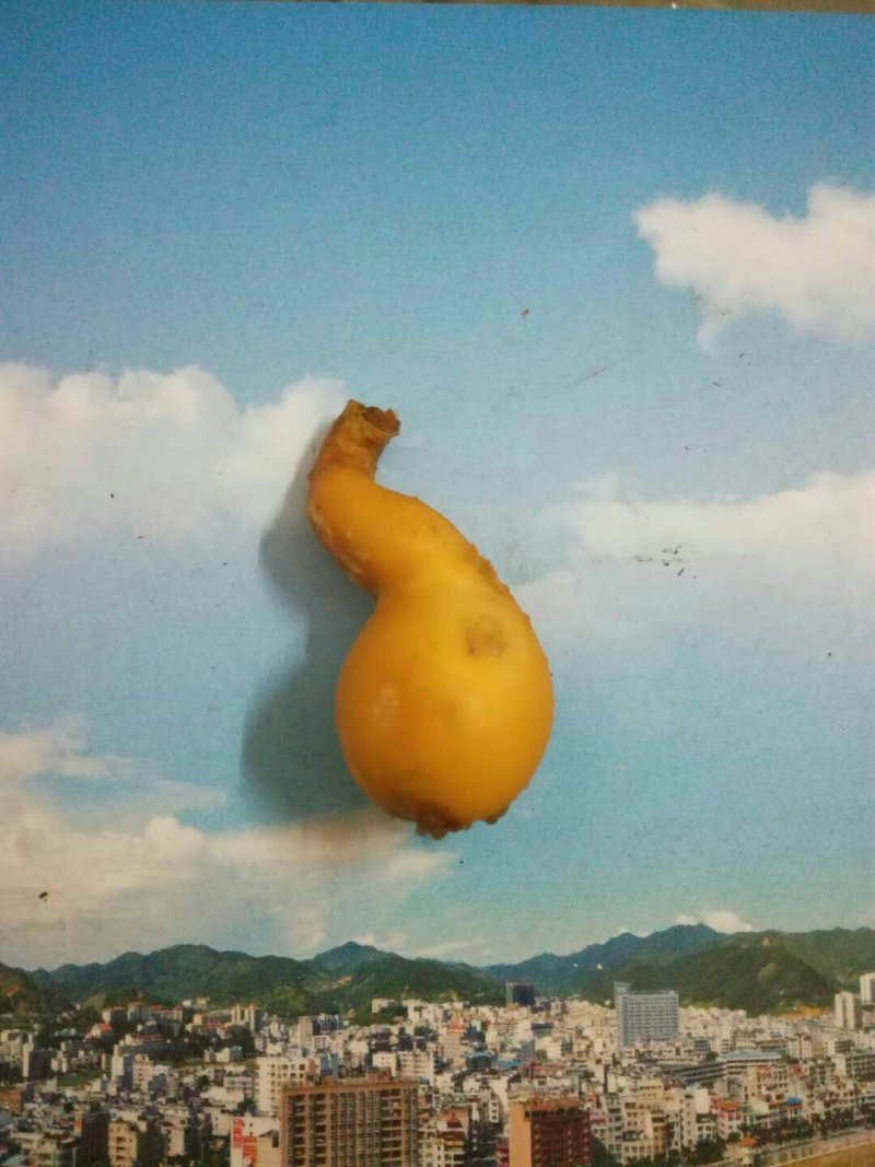 鸭宝