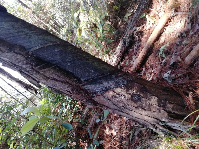 本人有种植伏岺的松木树头林地800亩，诚邀有意向的合作伙