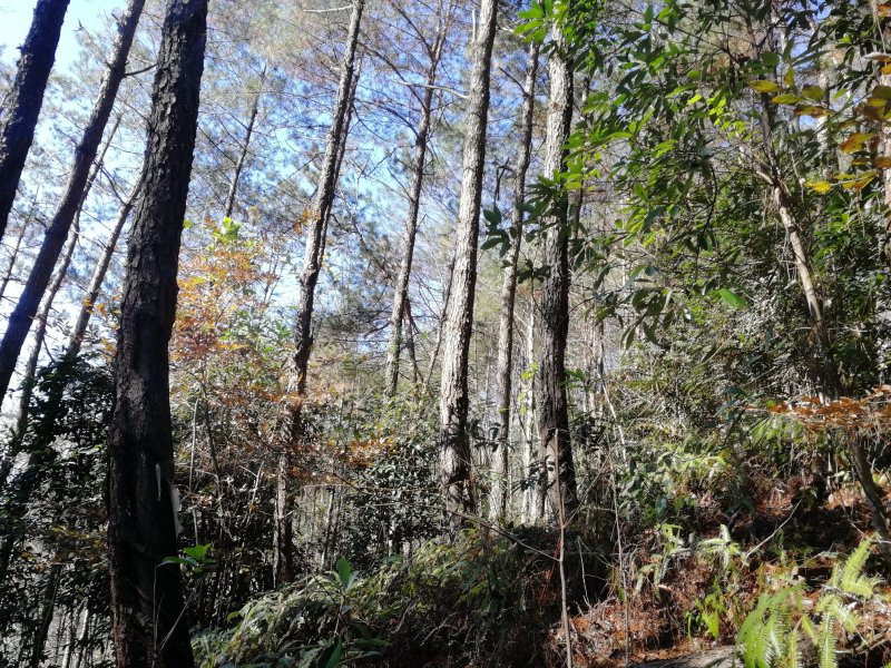 本人有种植伏岺的松木树头林地800亩，诚邀有意向的合作伙