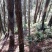 本人有种植伏岺的松木树头林地800亩，诚邀有意向的合作伙