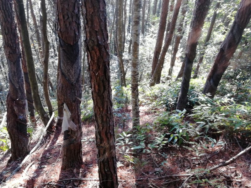 本人有种植伏岺的松木树头林地800亩，诚邀有意向的合作伙