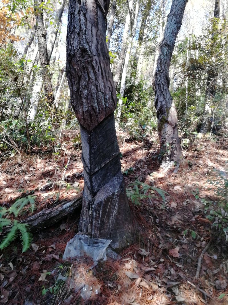本人有种植伏岺的松木树头林地800亩，诚邀有意向的合作伙