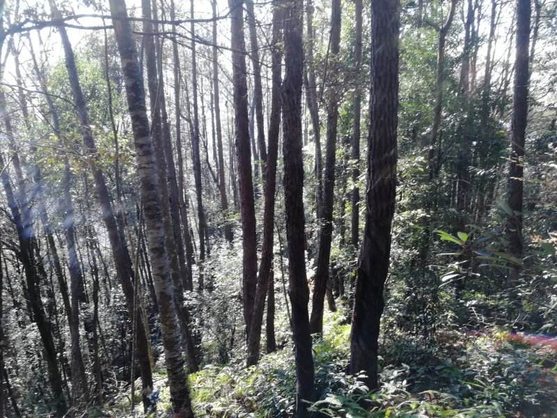 本人有种植伏岺的松木树头林地800亩，诚邀有意向的合作伙