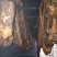 正宗农村土猪