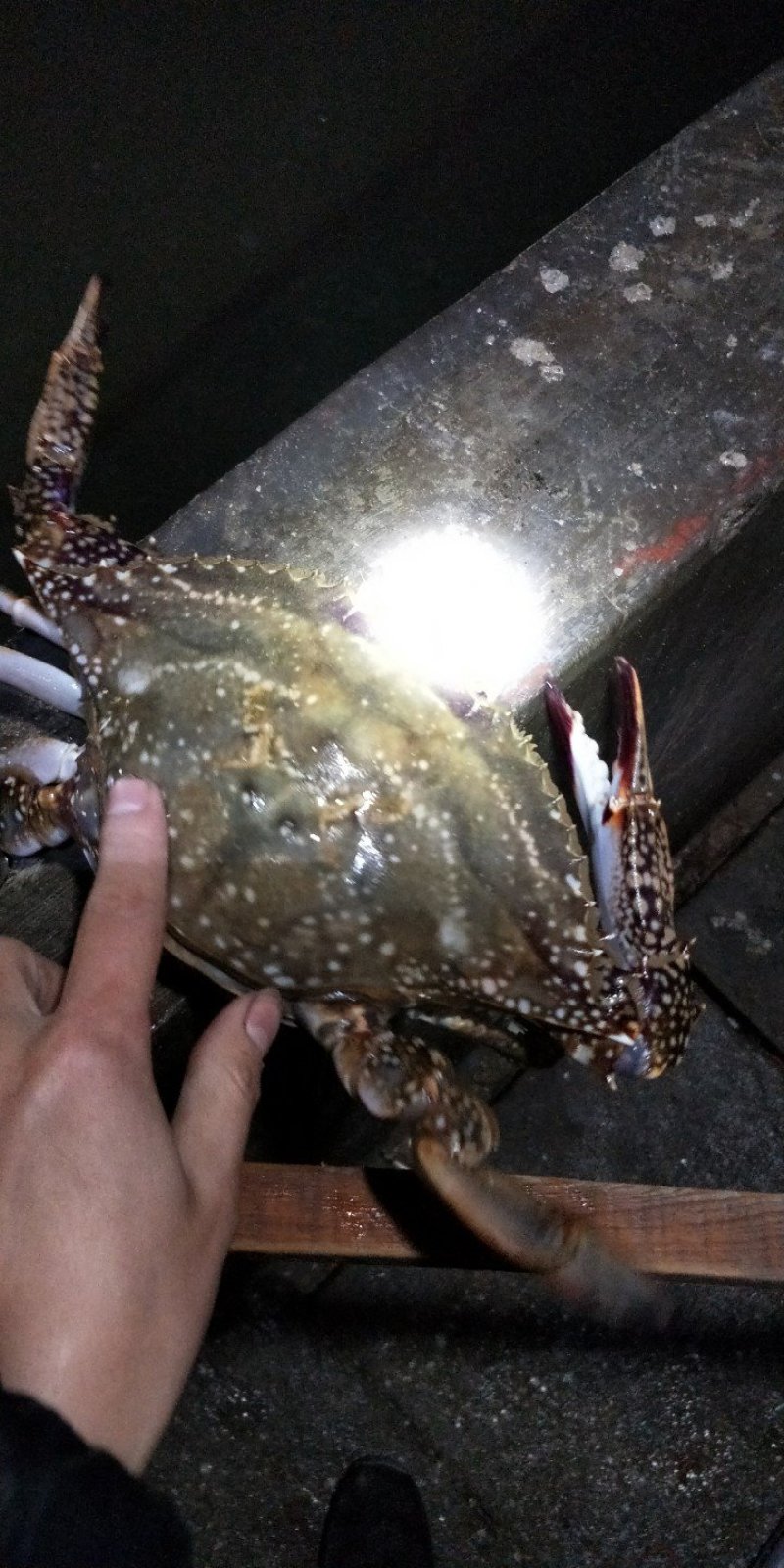 梭子蟹
