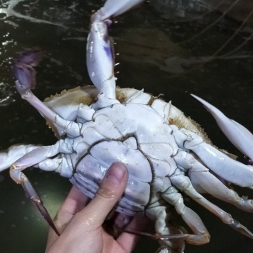 梭子蟹