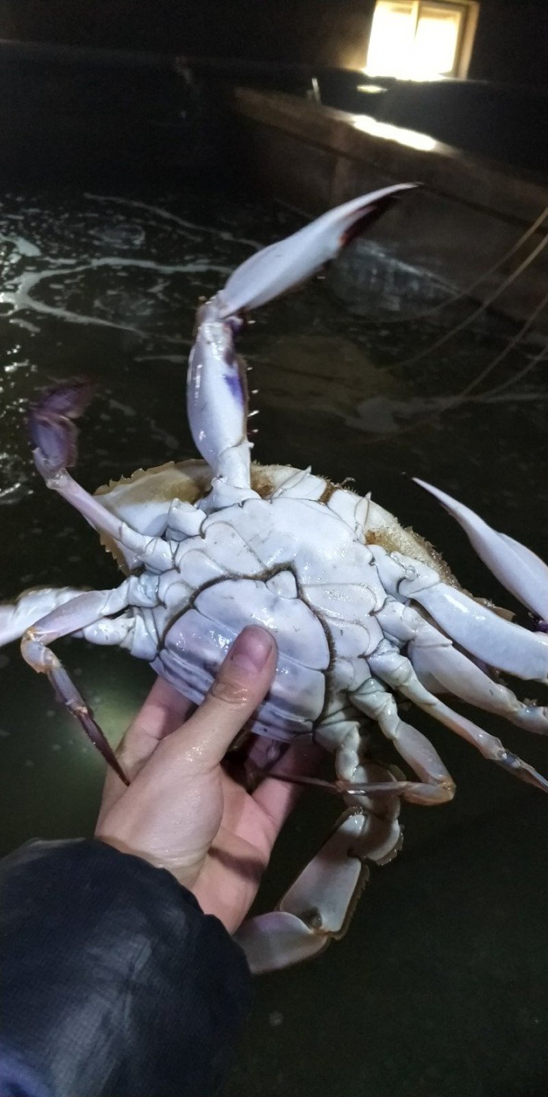 梭子蟹