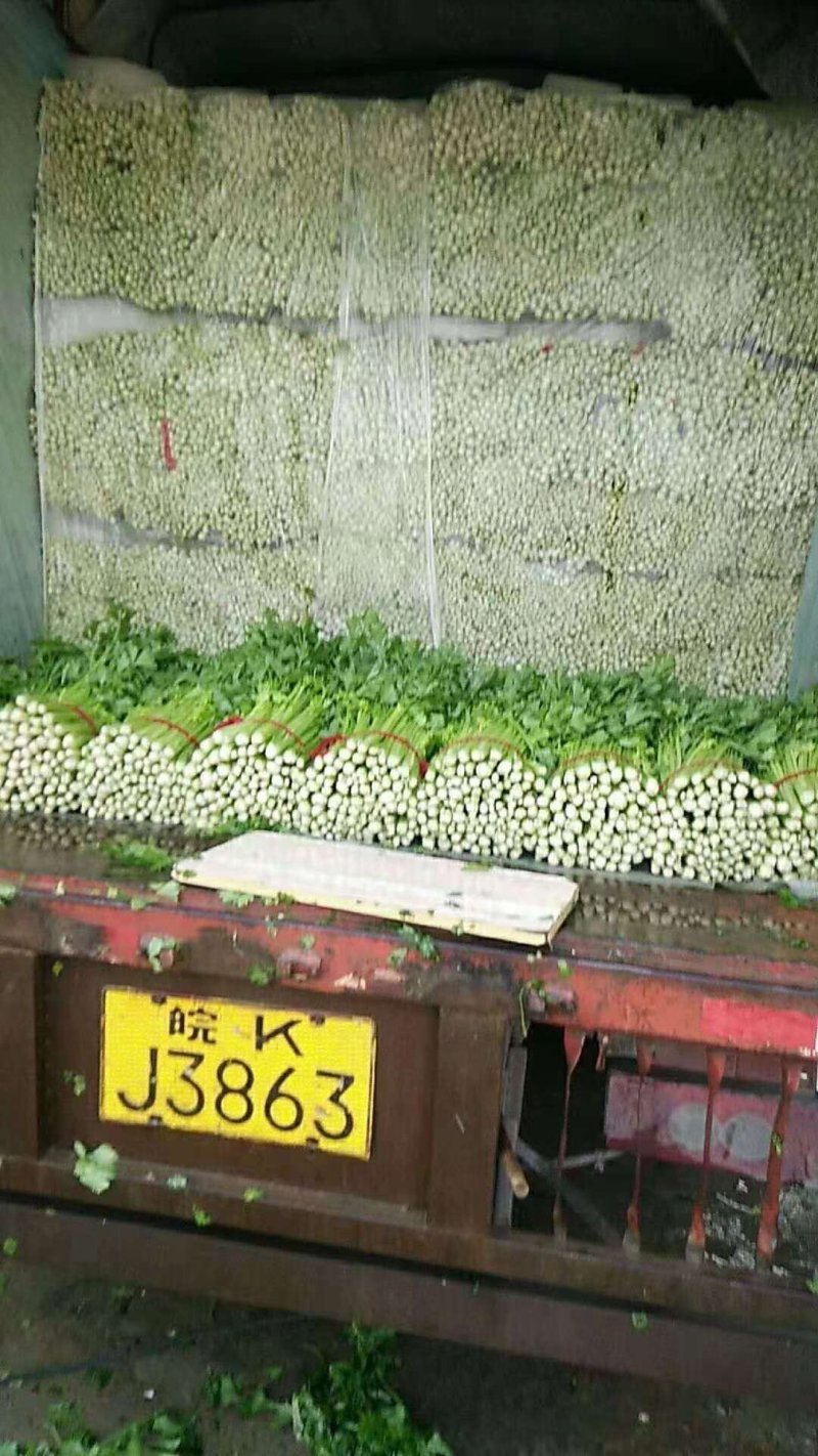 西芹大棚鲜菜，小棵菜，净菜，叶绿茎亮，无黄叶烂梗。原产地