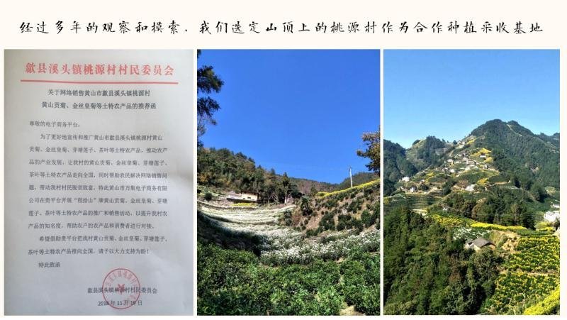 臻选高山金丝皇菊