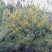 华山松