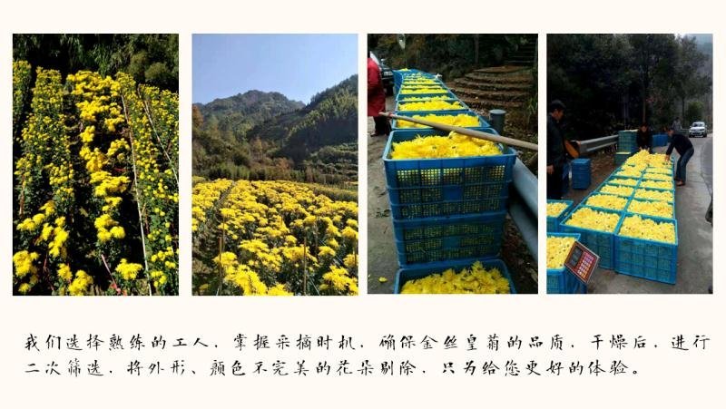 金丝皇菊50克罐装