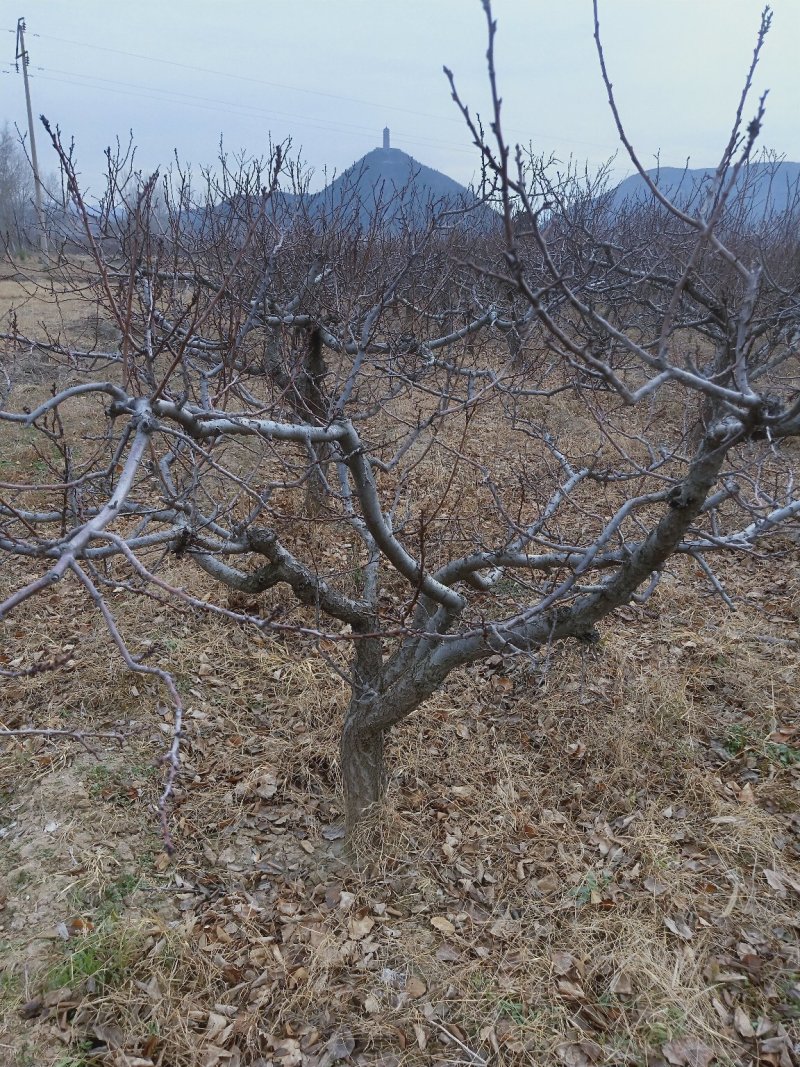 杏树，金太阳杏树，凯特杏树，10公分杏树产地