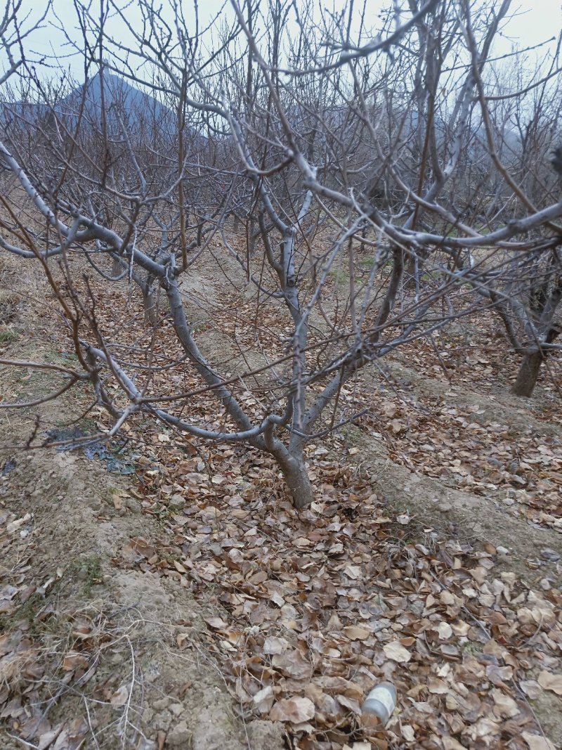 杏树，金太阳杏树，凯特杏树，10公分杏树产地