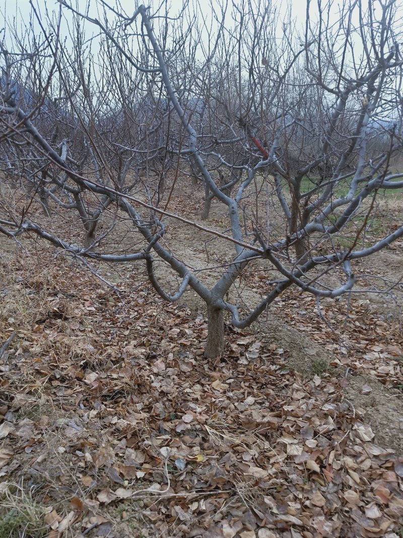 杏树，金太阳杏树，凯特杏树，10公分杏树产地