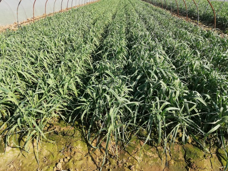 正宗四川优质蒜苗大量优质红根蒜苗上市了价格合理