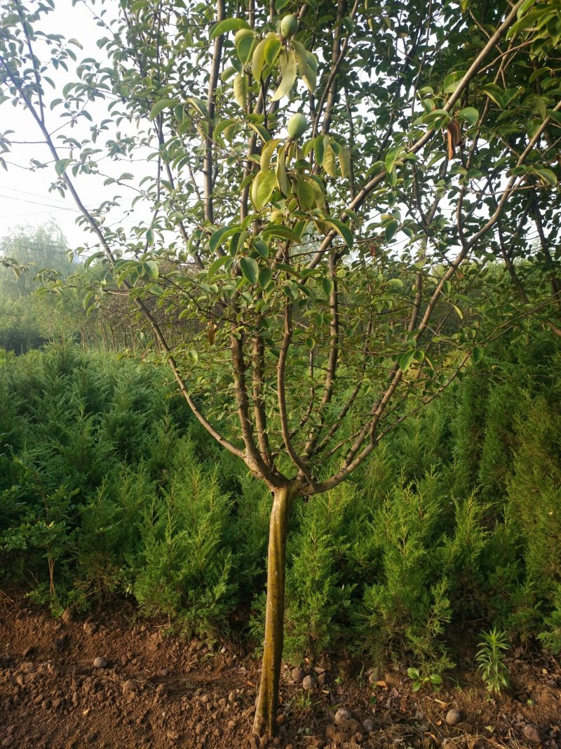 木瓜树，木瓜海棠树4一12公分木瓜树，产地