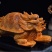 【招财龙龟🐢】崖柏陈化料红油料