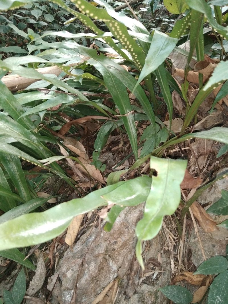 石伟