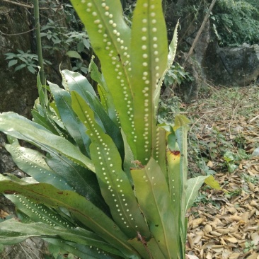 石伟