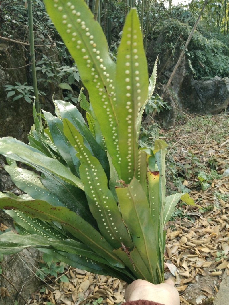 石伟