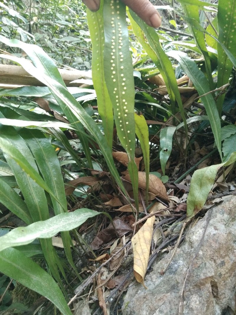 石韦